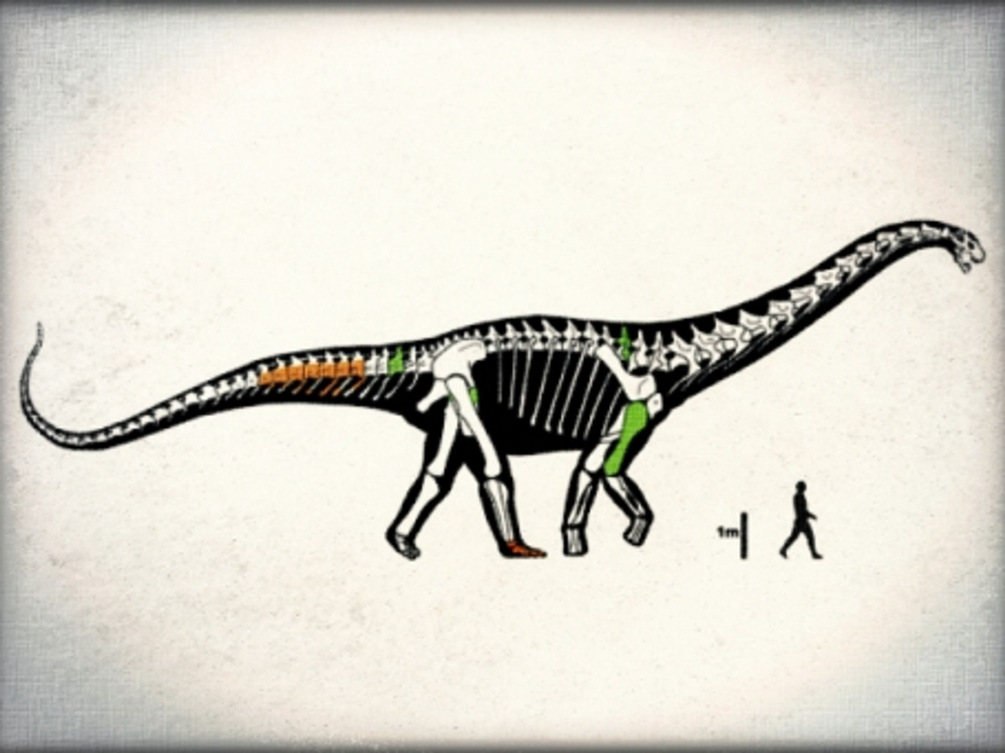 Enters the mighty Notocolossus gonzalesparejasi