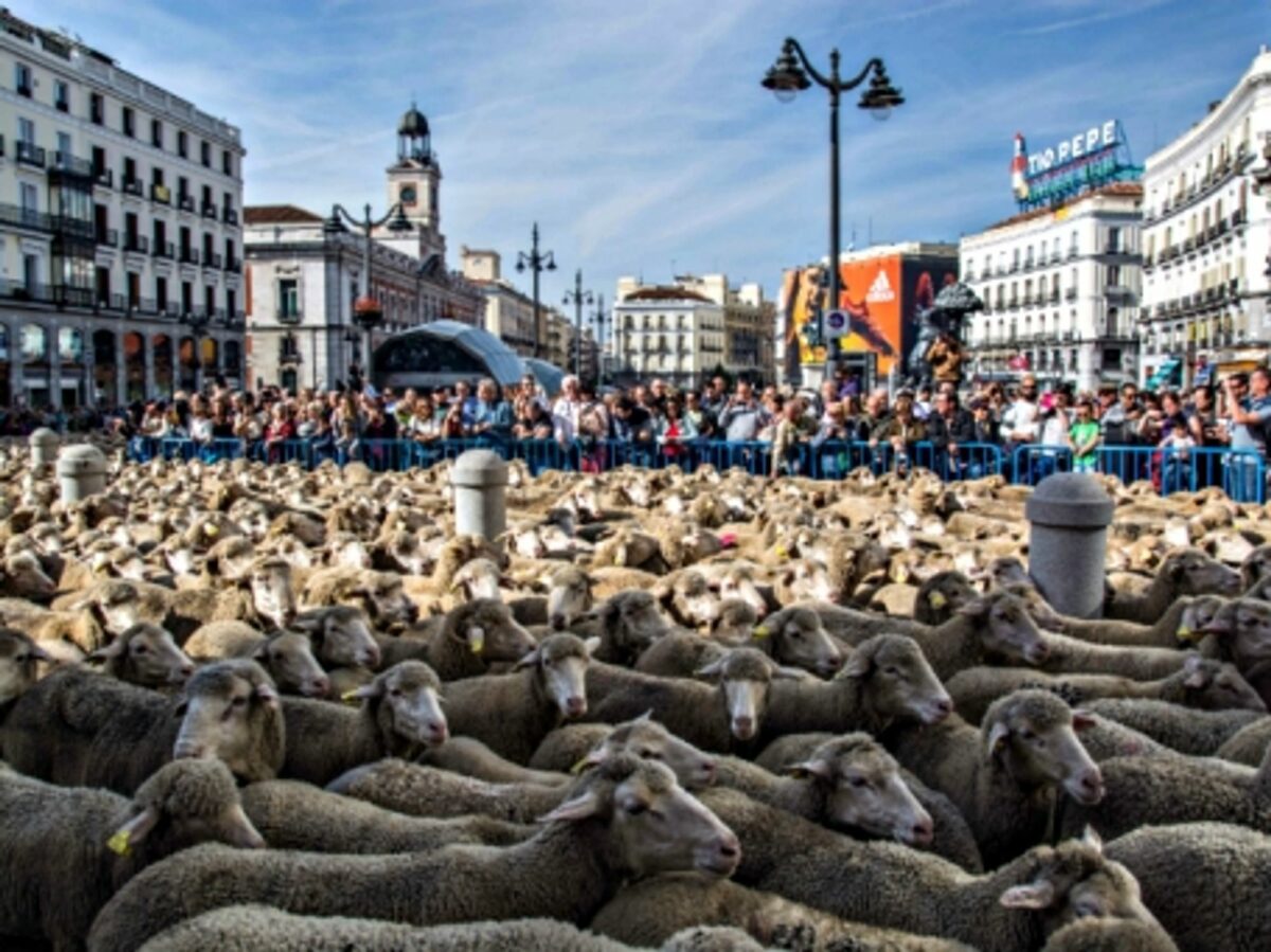 EU-Balkan Refugee Plan, Indonesia's Deadly Haze, Street Sheep