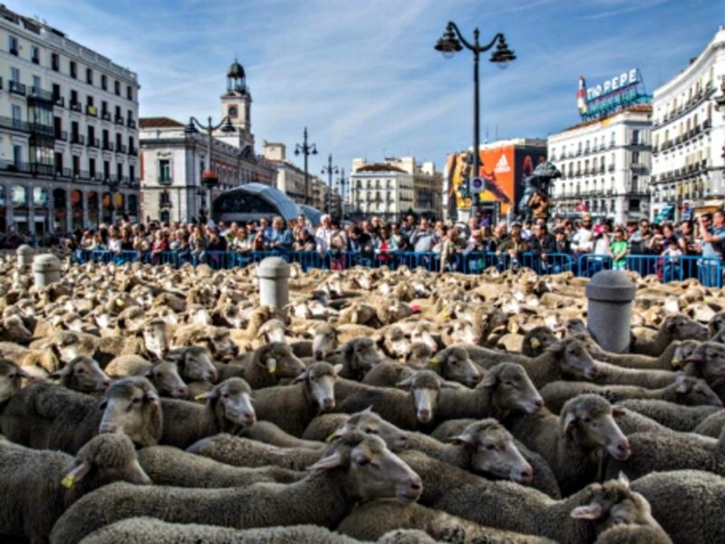 EU-Balkan Refugee Plan, Indonesia's Deadly Haze, Street Sheep