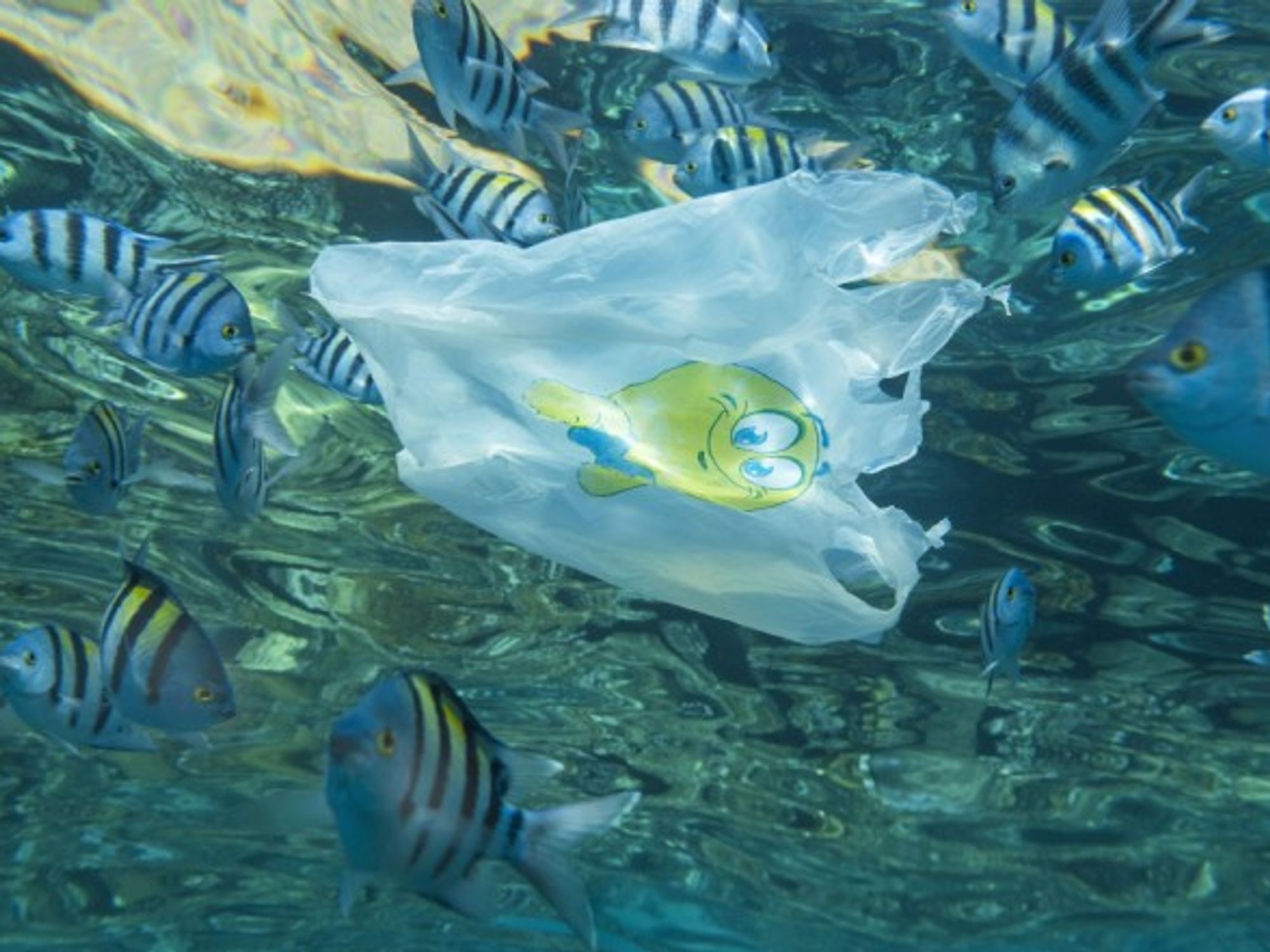 Every year, no less than 10 million tons of plastic waste are dumped into oceans