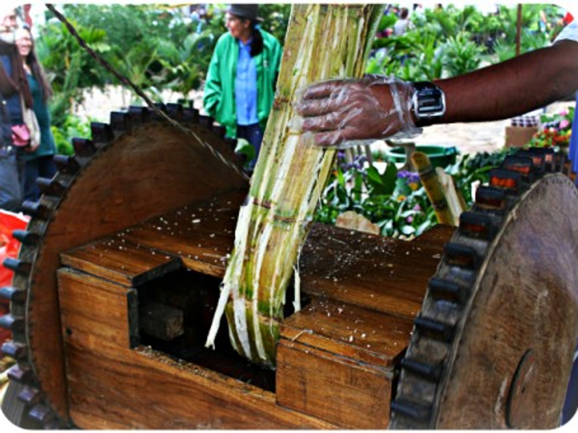 Extracting sugar cane juice in Colombia