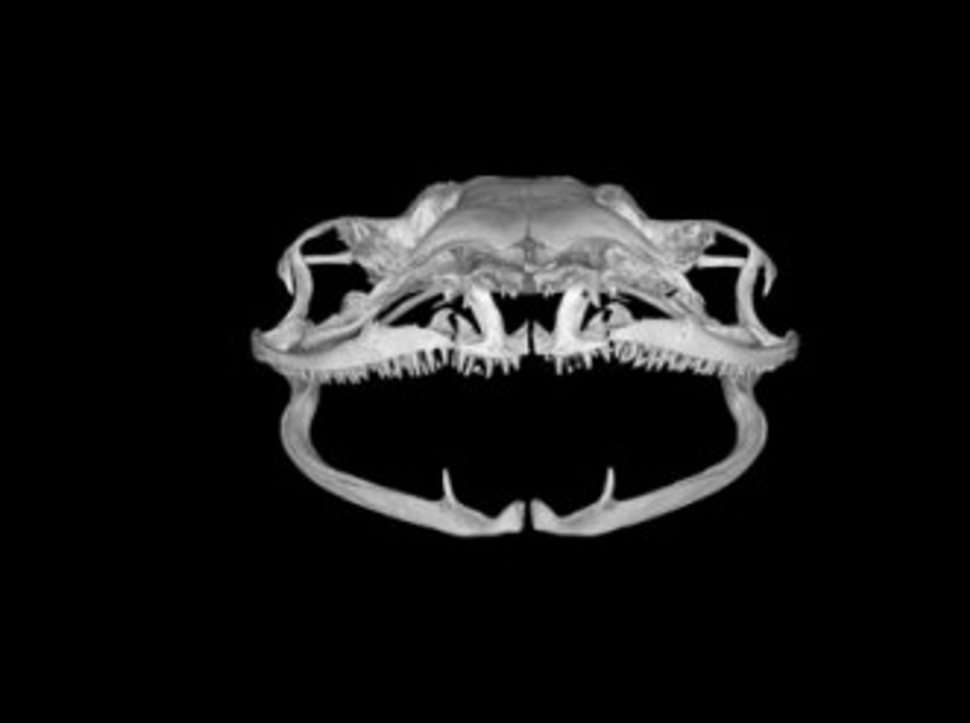Fanged Frog Species Discovered, Eats Other Frogs