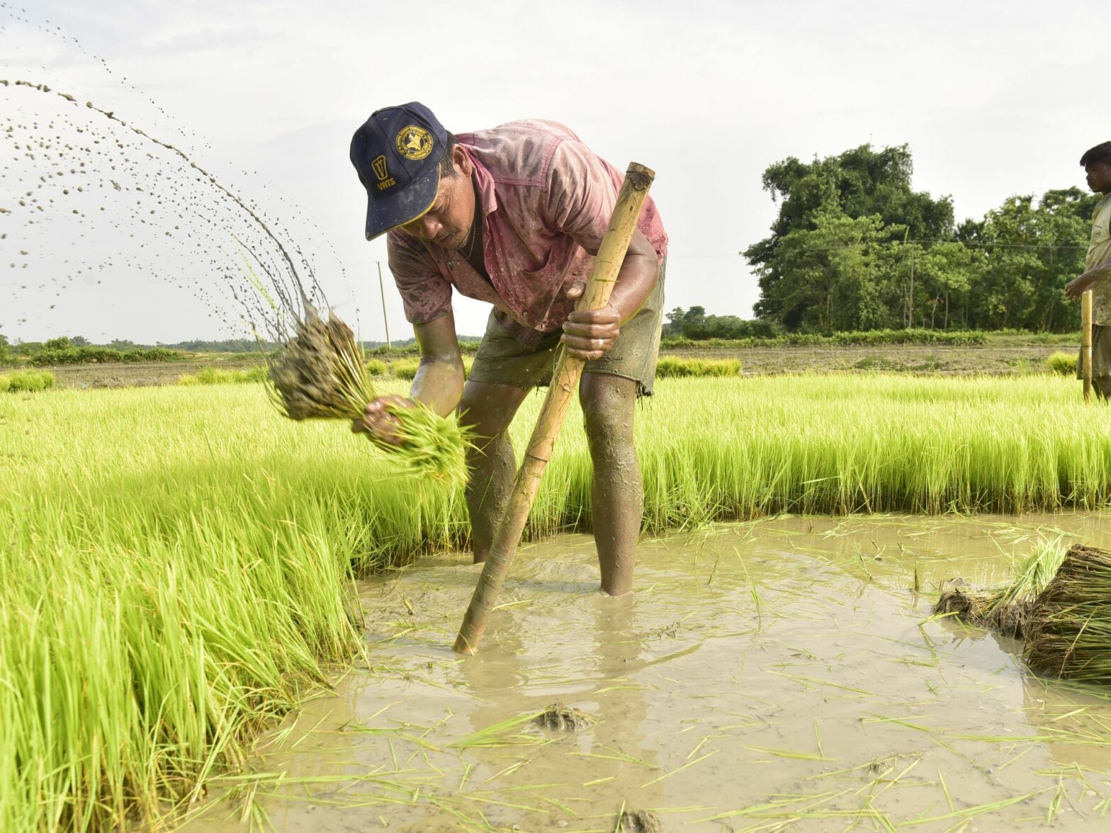 Farmer takes out paddy sapling to plant in cultivation field at Uttar Para village in Baksa district of Assam India on Monday 10th July 2023.