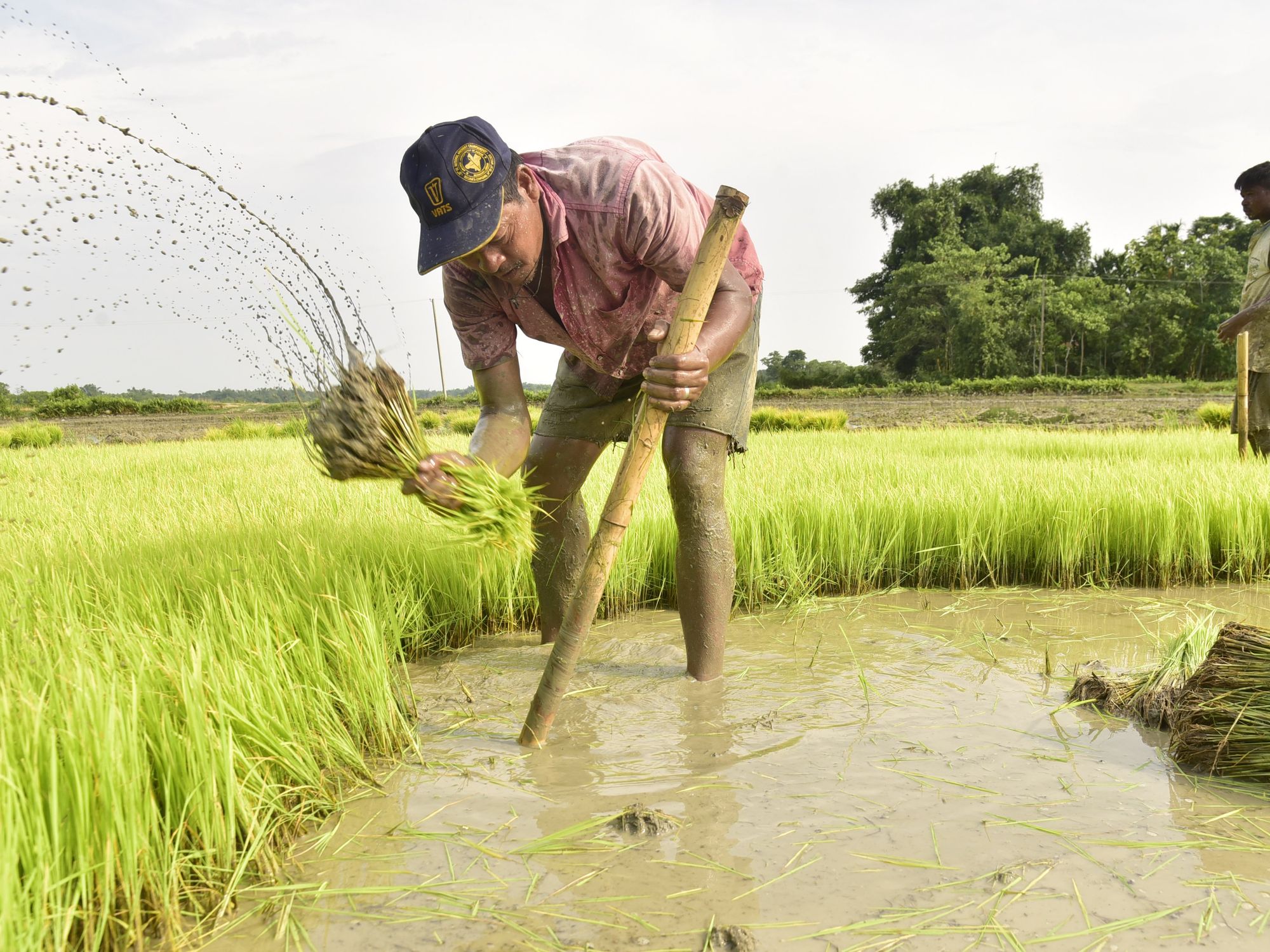 Farmer takes out paddy sapling to plant in cultivation field at Uttar Para village in Baksa district of Assam India on Monday 10th July 2023.