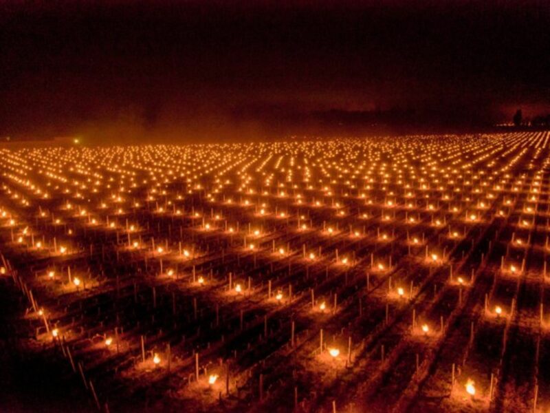 Farmers in France heat up their vineyards to protect them from the frost