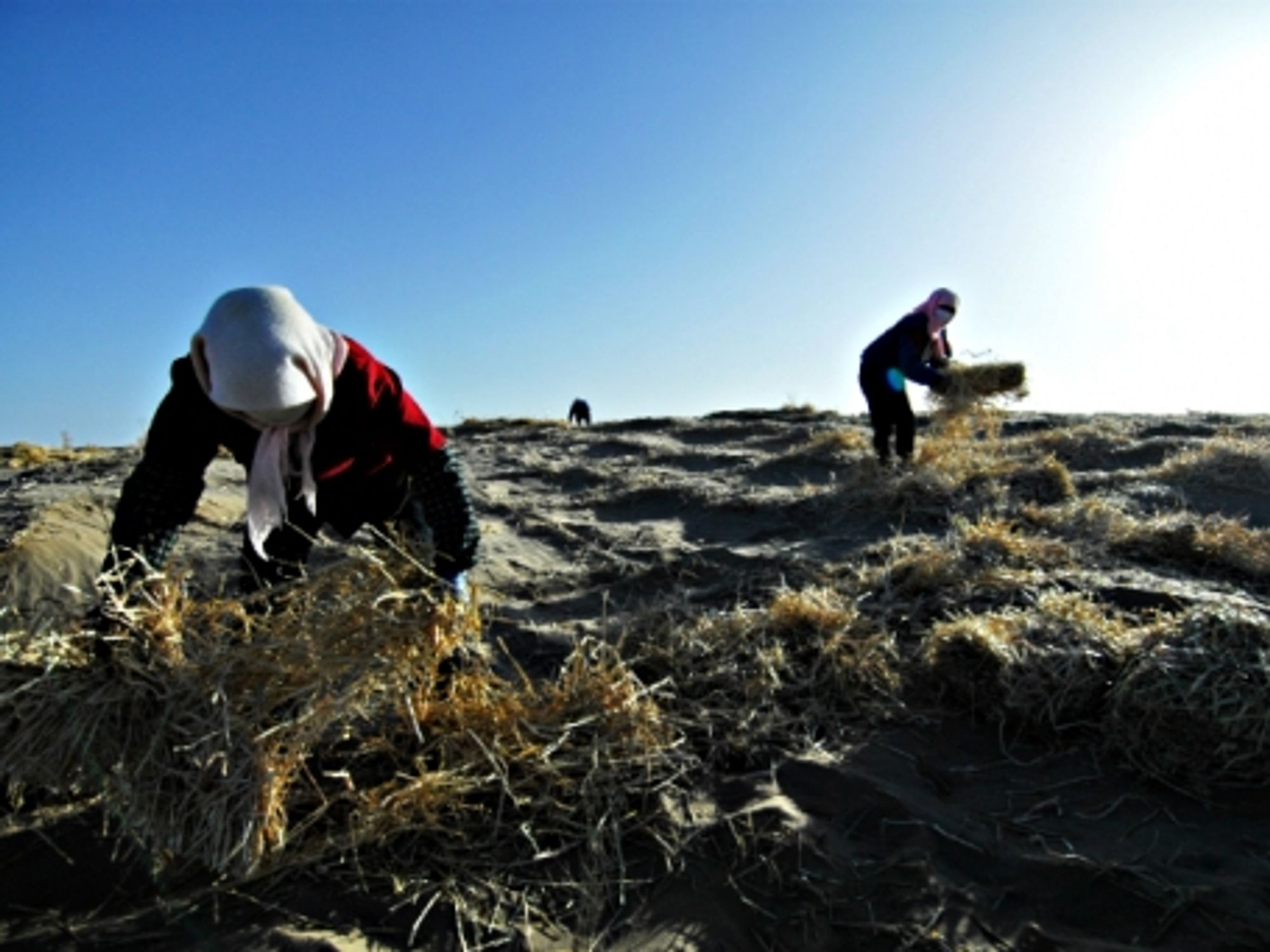 Farmers in Minqin doing whatever they can against rapid desertification