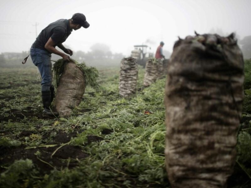 Farmers working in their plots in Costa Rica