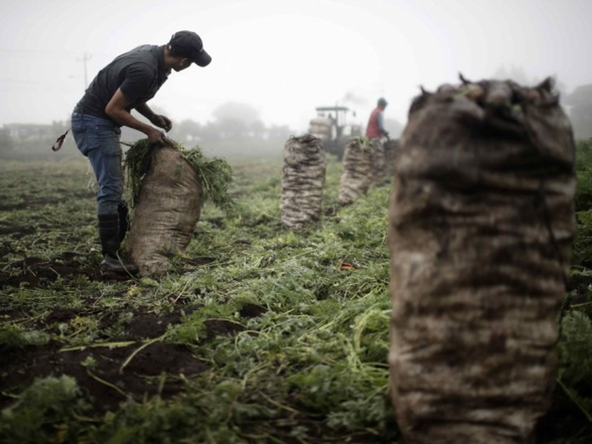 Farmers working in their plots in Costa Rica