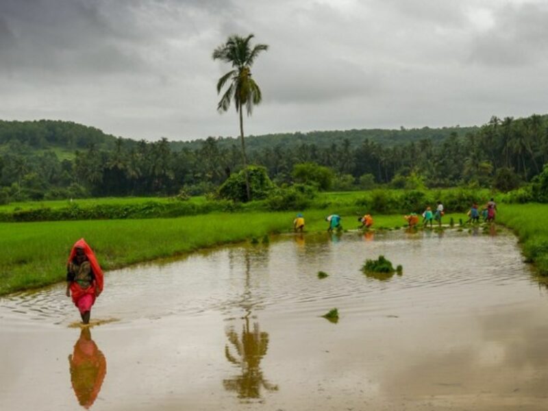 Farming in the western Indian state of Goa