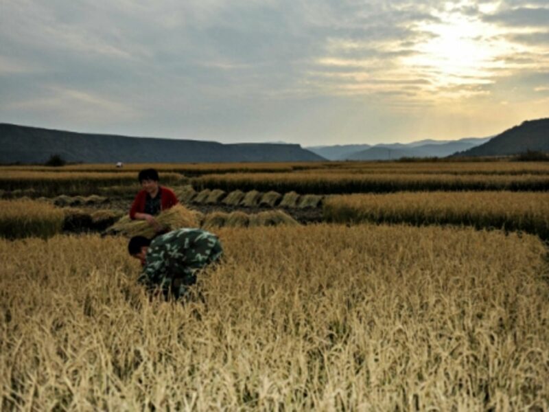 Farming rice in Yanbian
