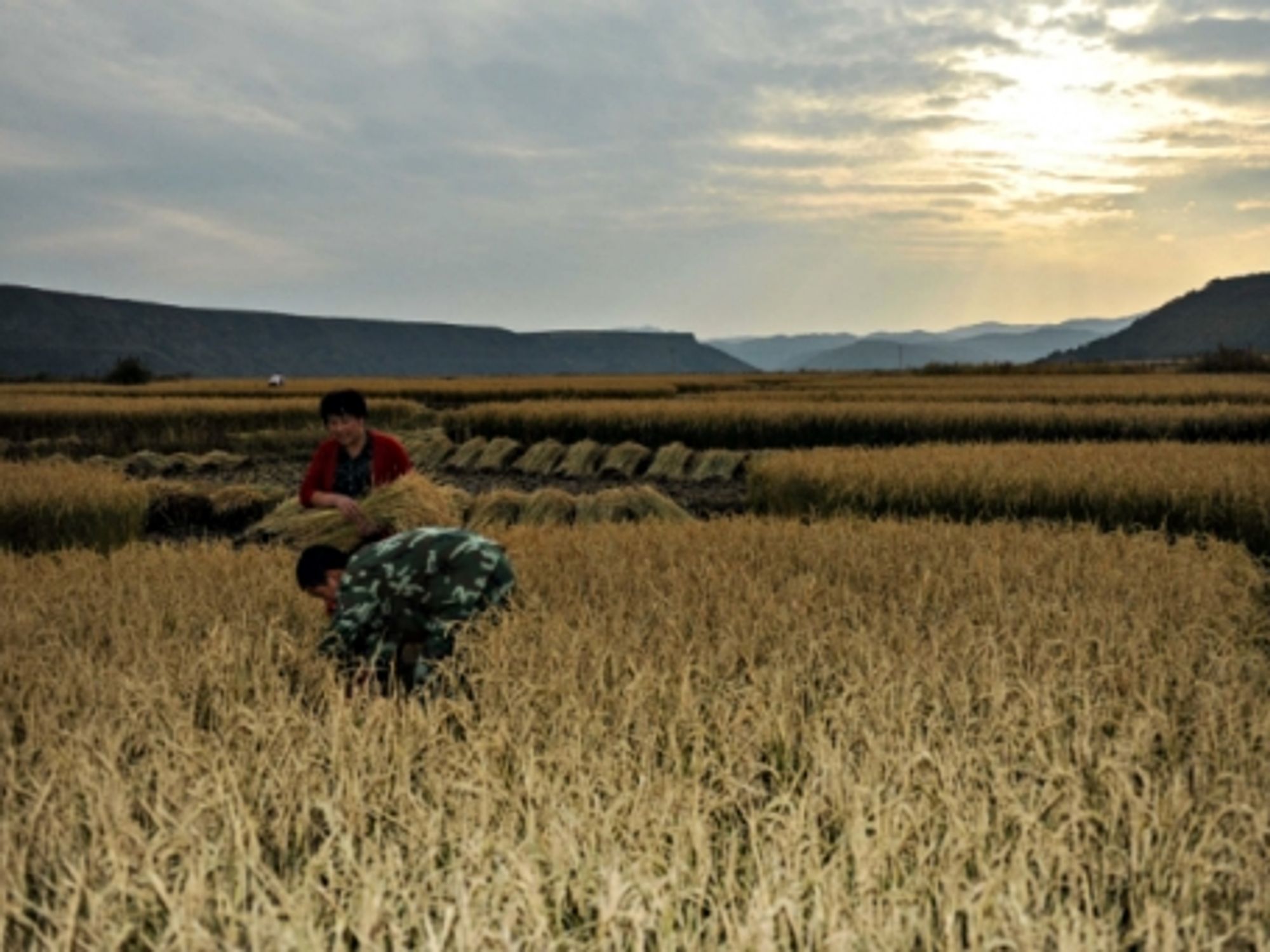 Farming rice in Yanbian
