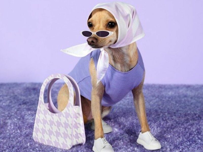 Fashionable dog