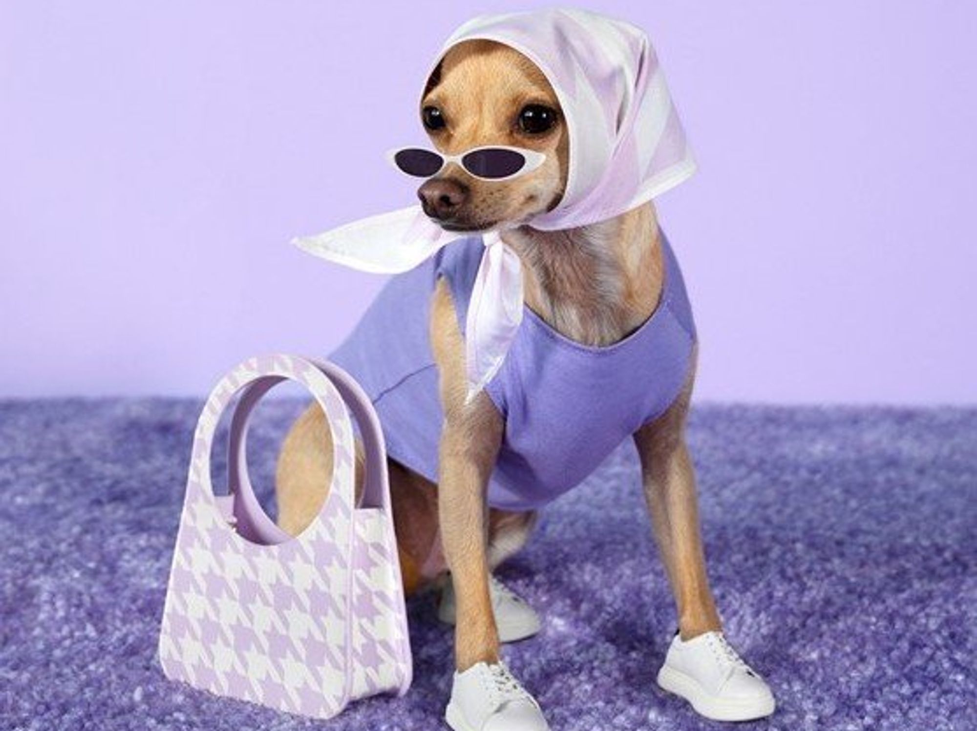 Fashionable dog