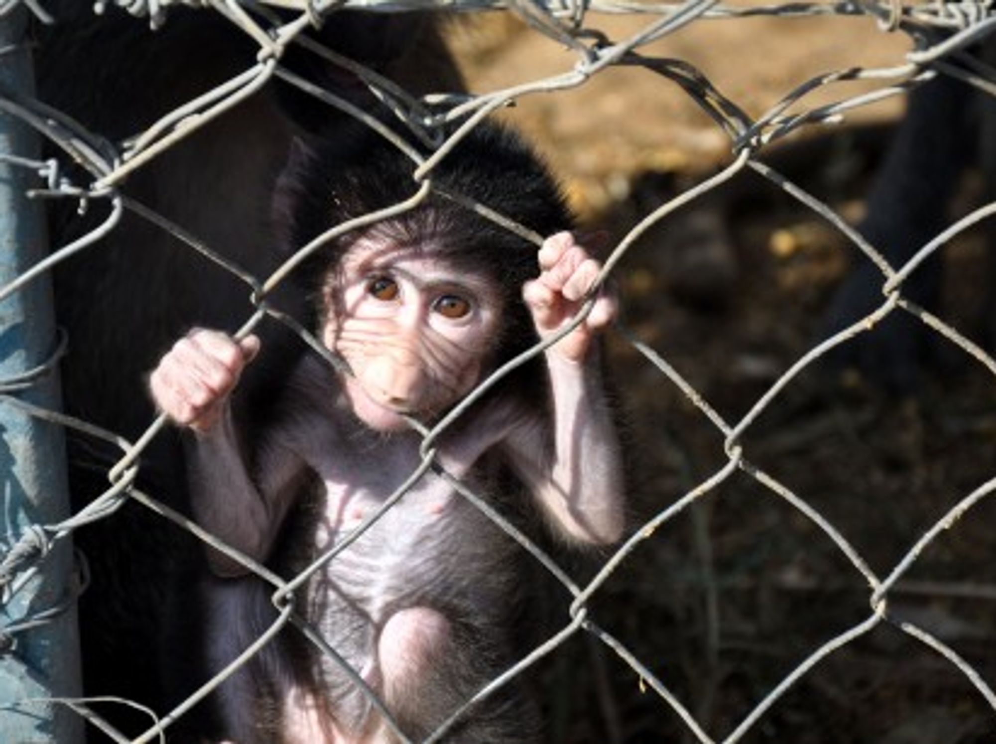 Fearing Ebola, Owners Abandon Pets In The Ivory Coast