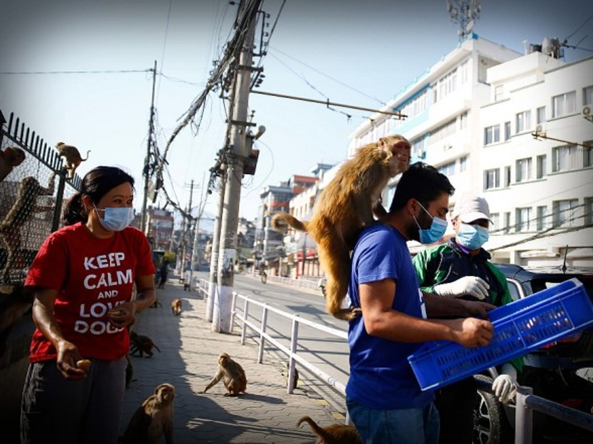 Feeding monkeys during the lockdown in Kathmandu.