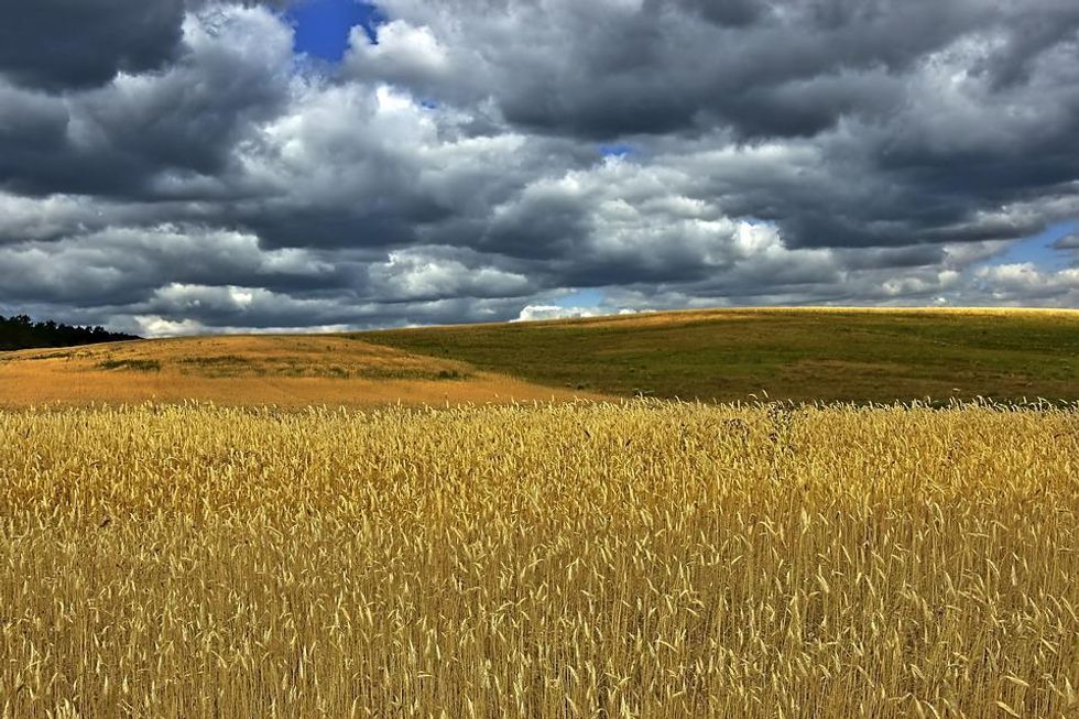 Field of wheat