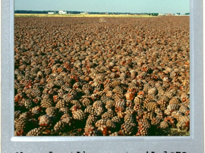 Fields Of Cones