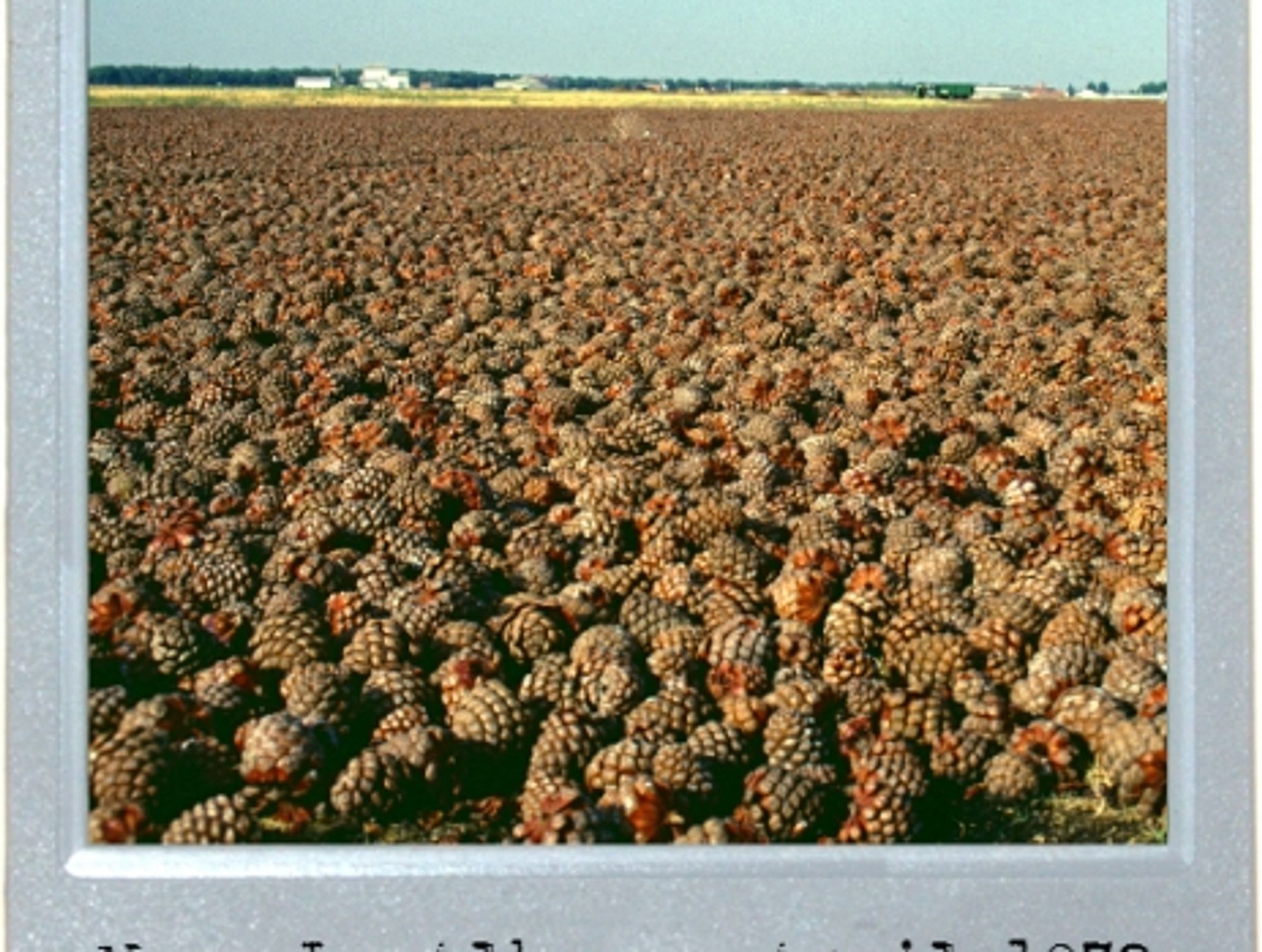 Fields Of Cones