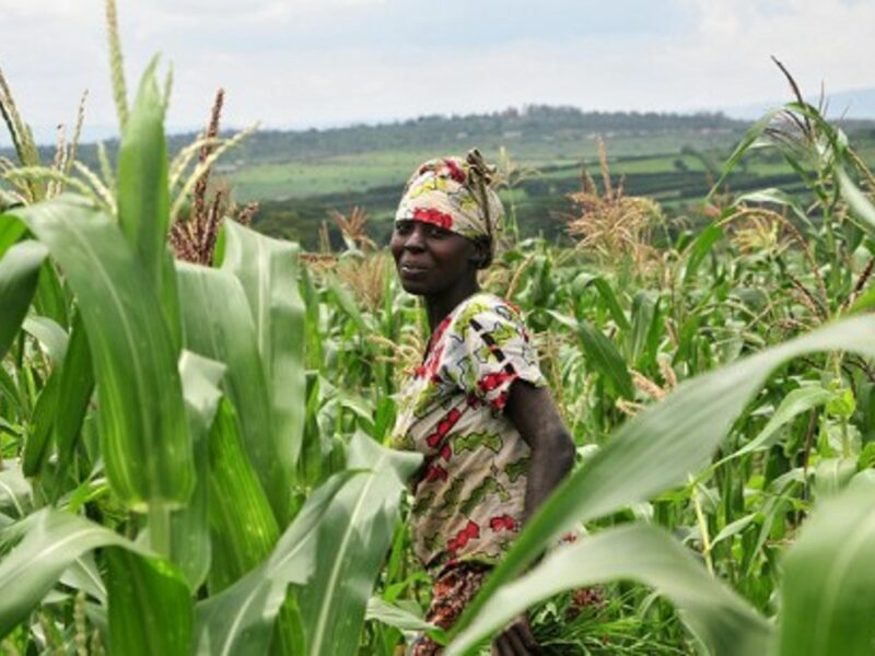 Fields of maize