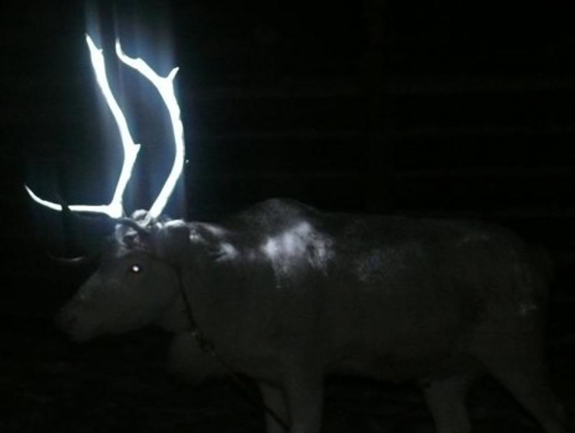Finnish Reindeer Get Glow-In-The-Dark Antlers