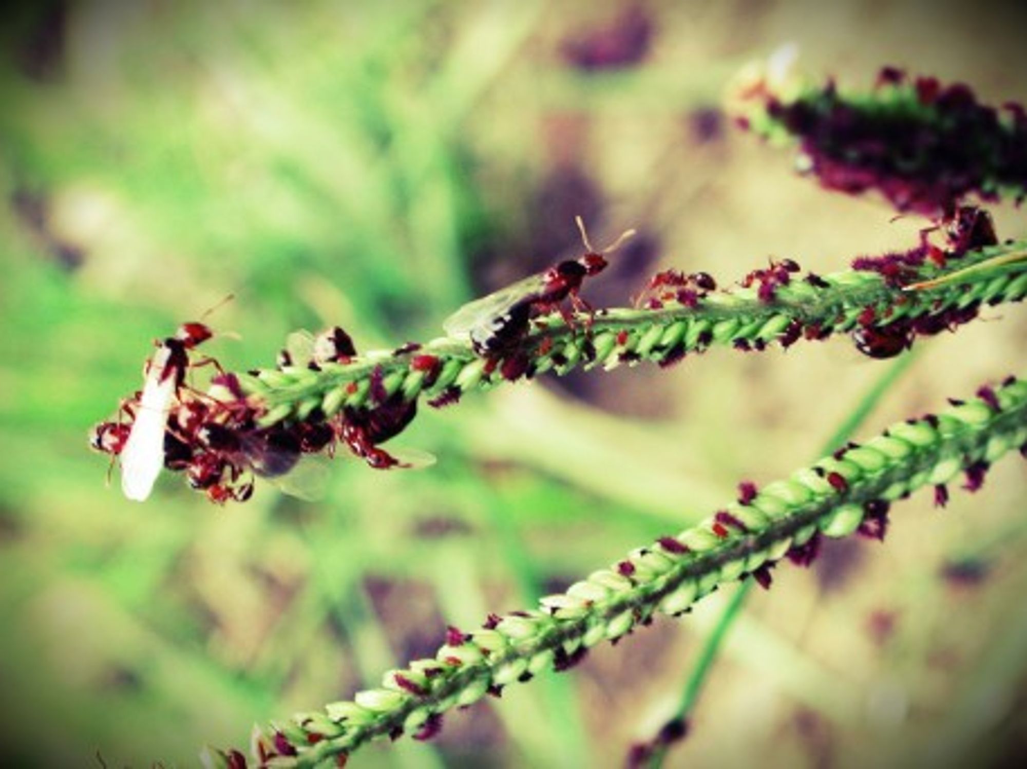 Fire ant queens in South Carolina