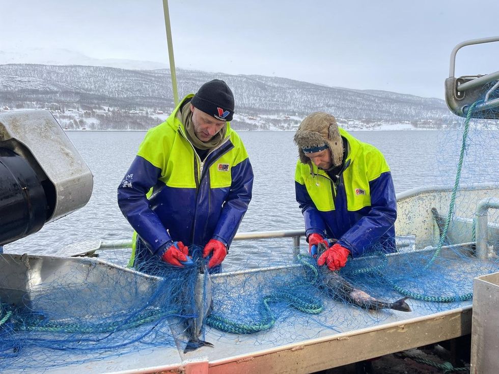 Fishermen carefully removing fresh salmon from the net after a successful catch.