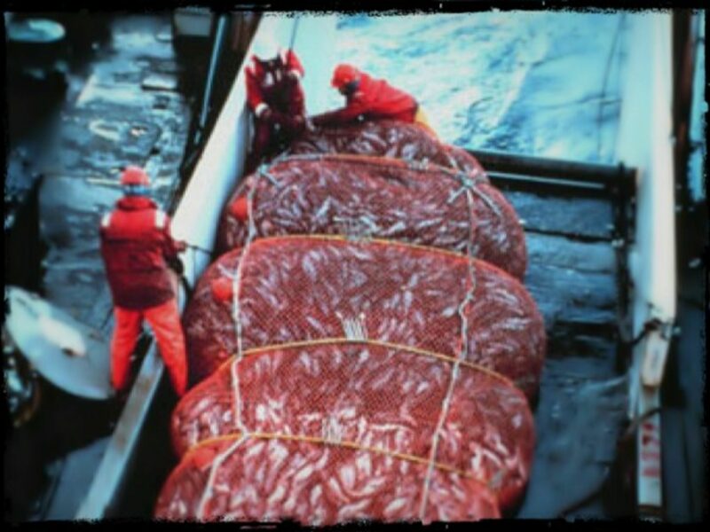 Fishing Alaskan pollock