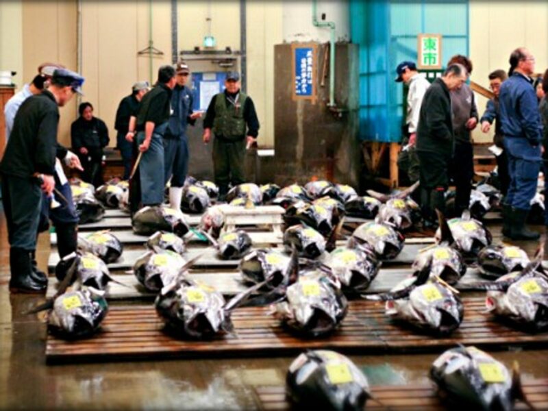 Fishy business at Tokyo's Tsujiki market