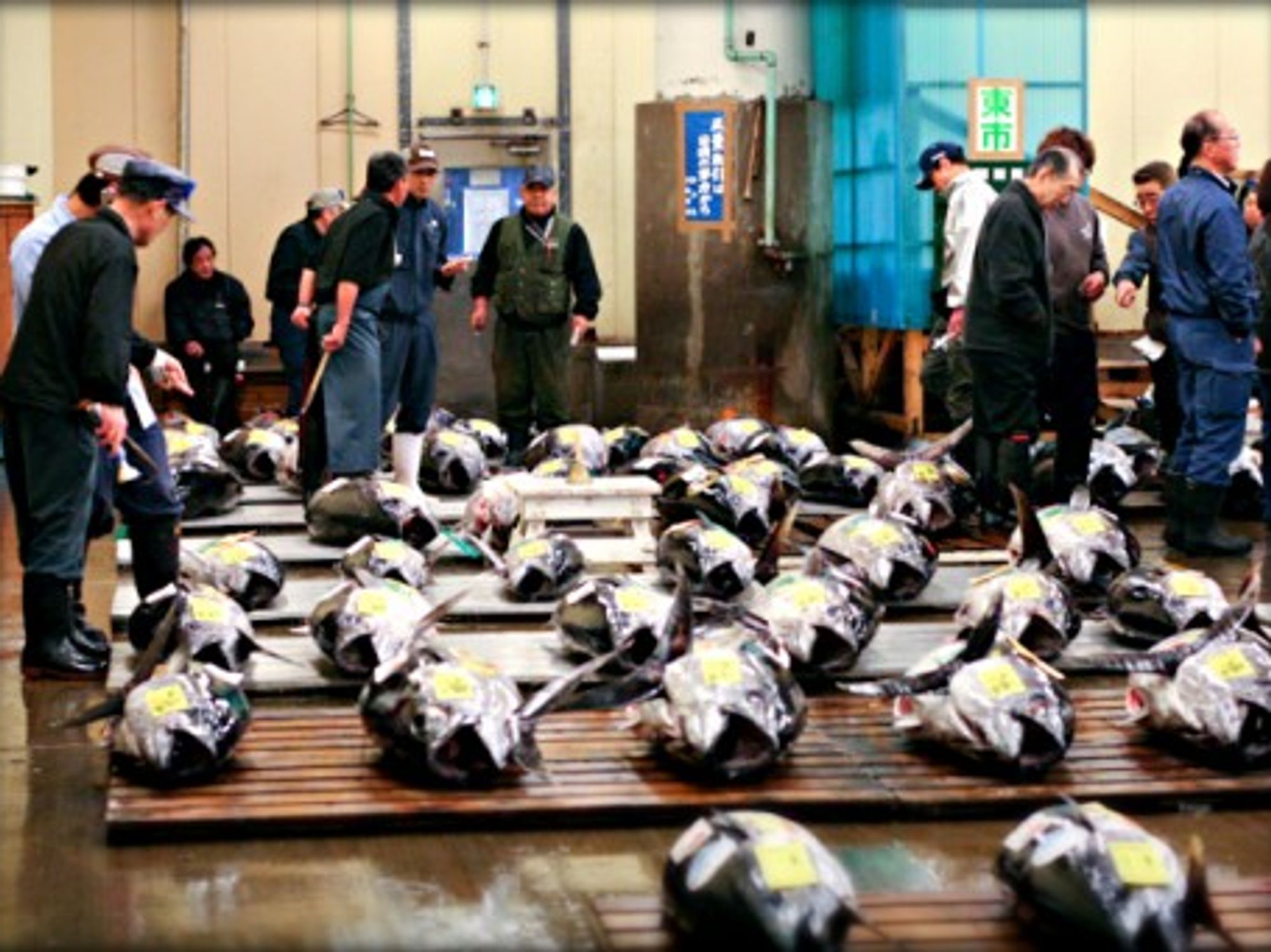 Fishy business at Tokyo's Tsujiki market
