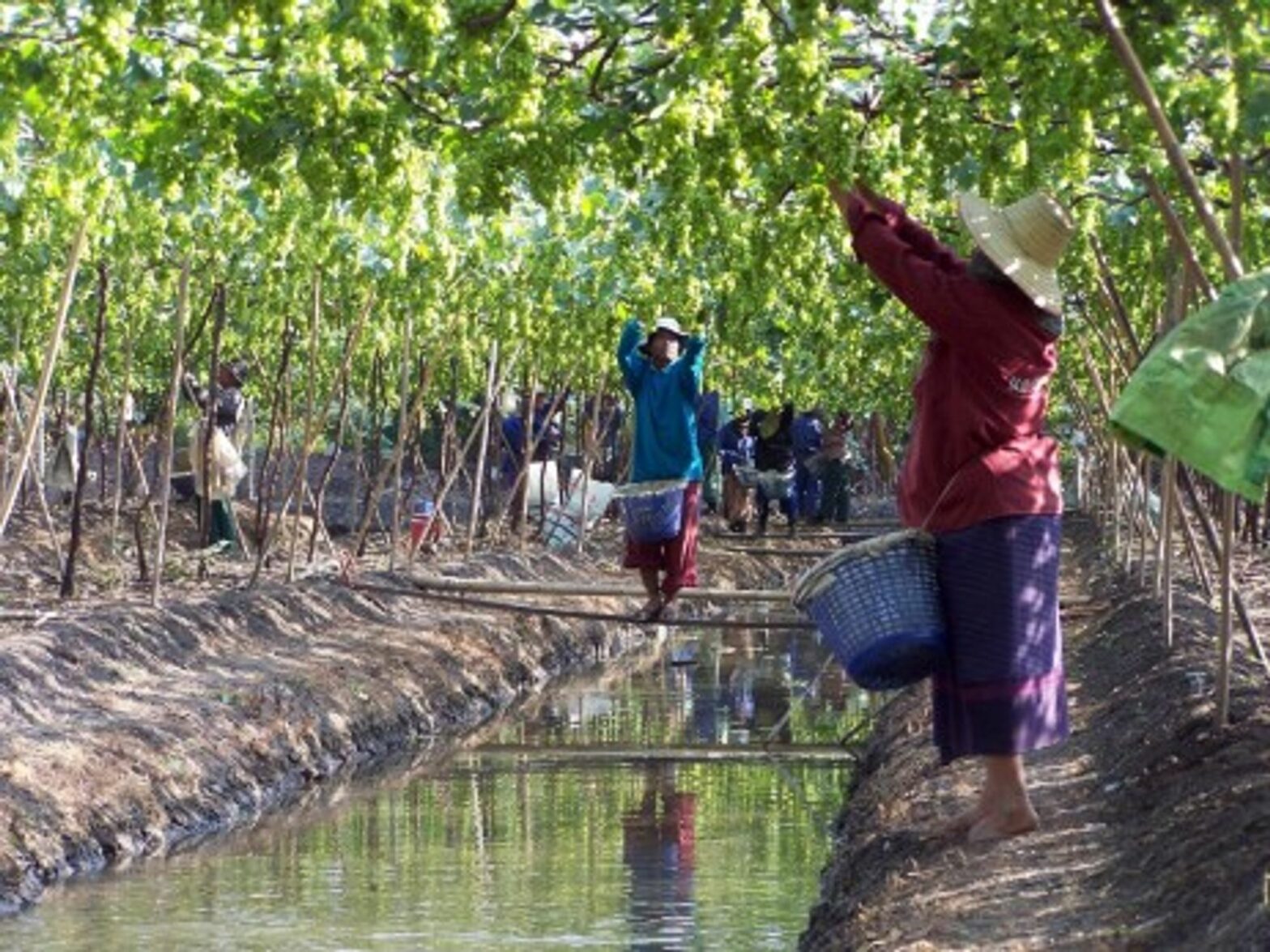 Floating Vinyards, Thailand (Rivard)