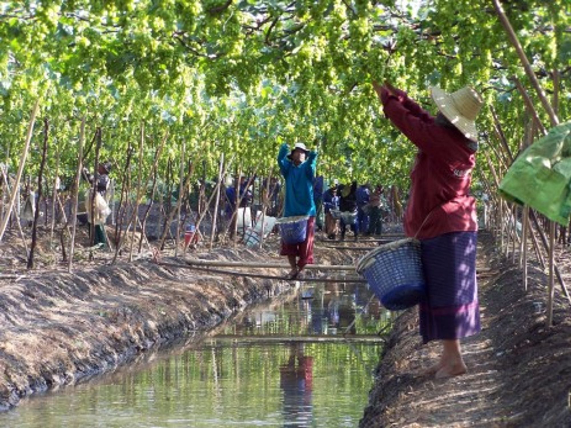 Floating Vinyards, Thailand (Rivard)