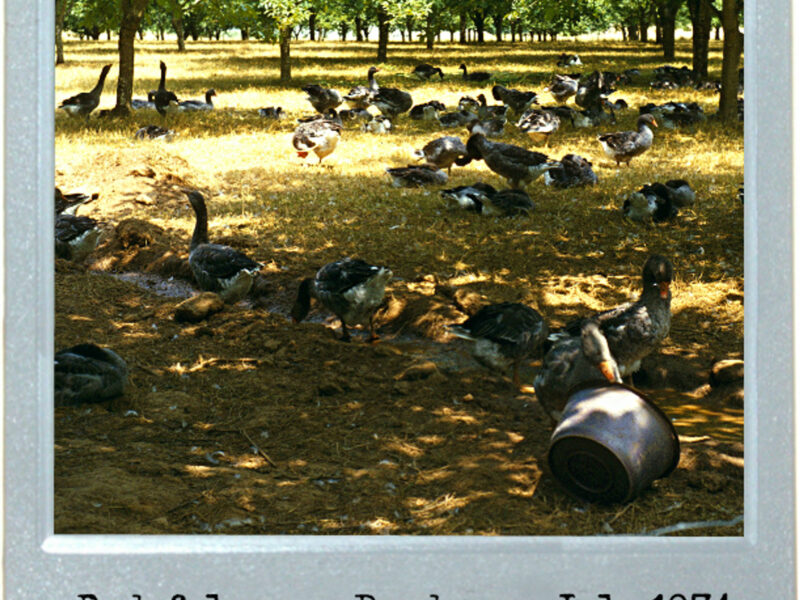 Foie Gras Farm