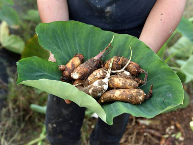 Food & The Environmental Revolution: Nourishment To Save The Planet