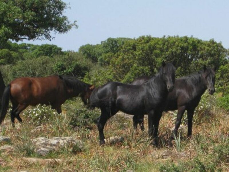 For Sardinia's Giara Horses, A Winter Battle For Survival