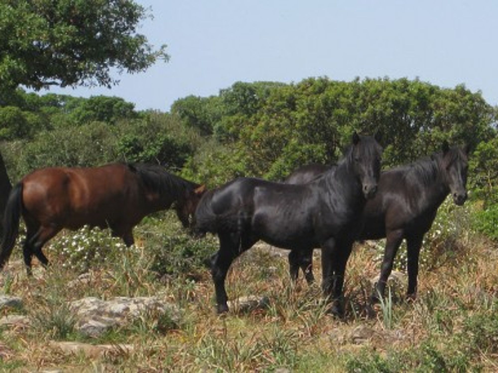 For Sardinia's Giara Horses, A Winter Battle For Survival
