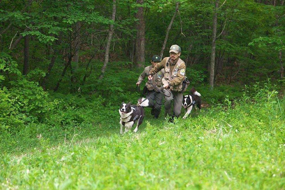 Forest rangers and their trained dogs work together to scare away bears, protecting farmlands and maintaining harmony with nature.