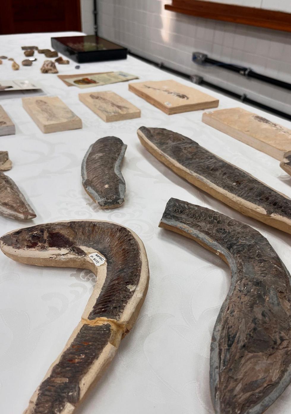 Fossils used for practical activities at Museu de Paleontologia Plácido Cidade Nuvens.