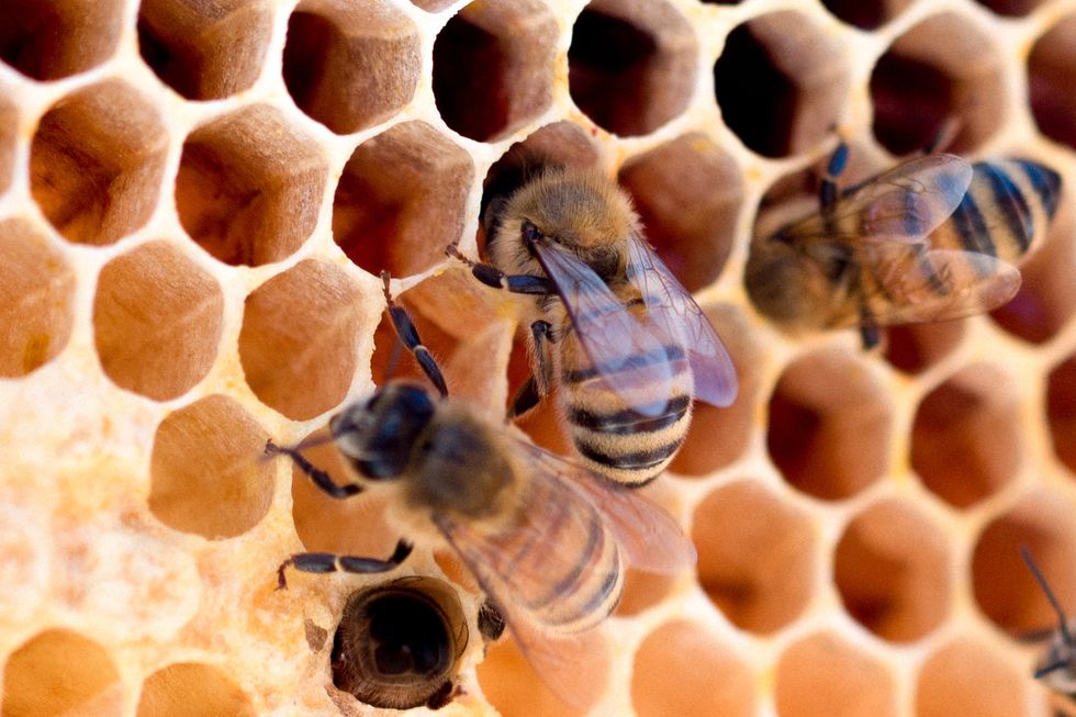 Four black and yellow bees work in the hive