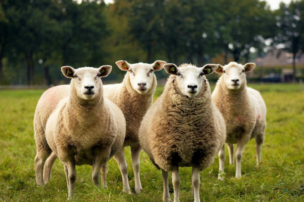 Four lamb on ground.​