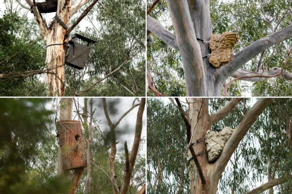 Four photographs of installed artificial hollows for powerful owls include nest boxes