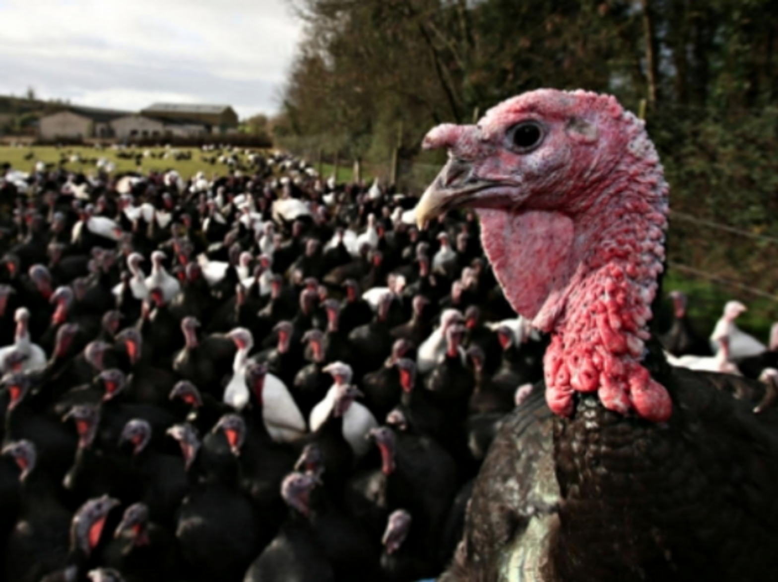 Fowl play