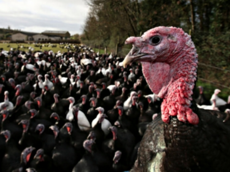 Fowl play