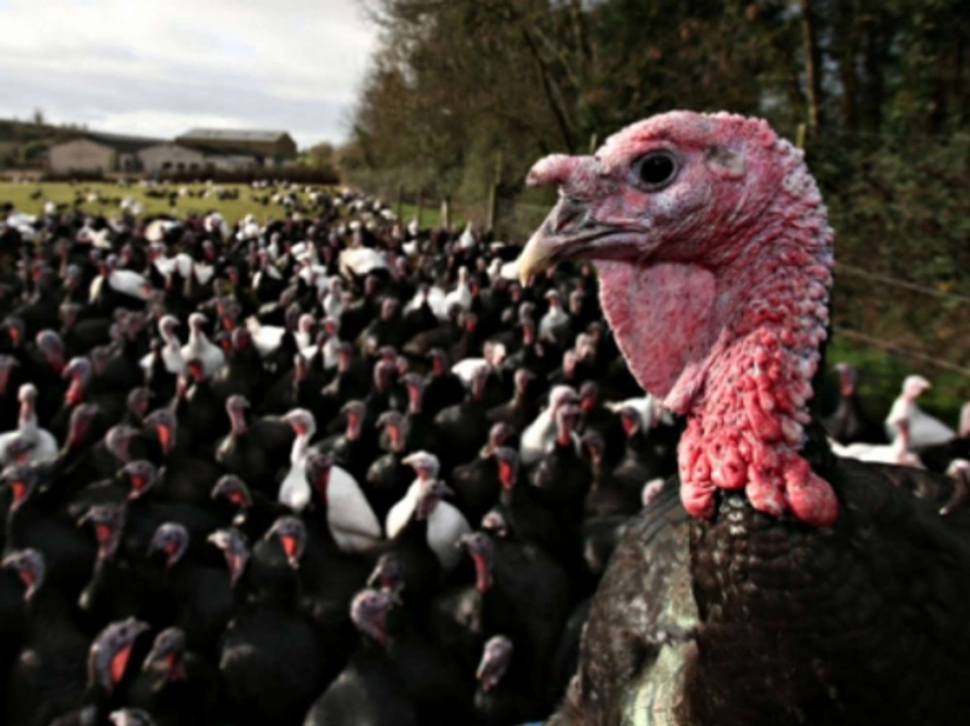 Fowl play