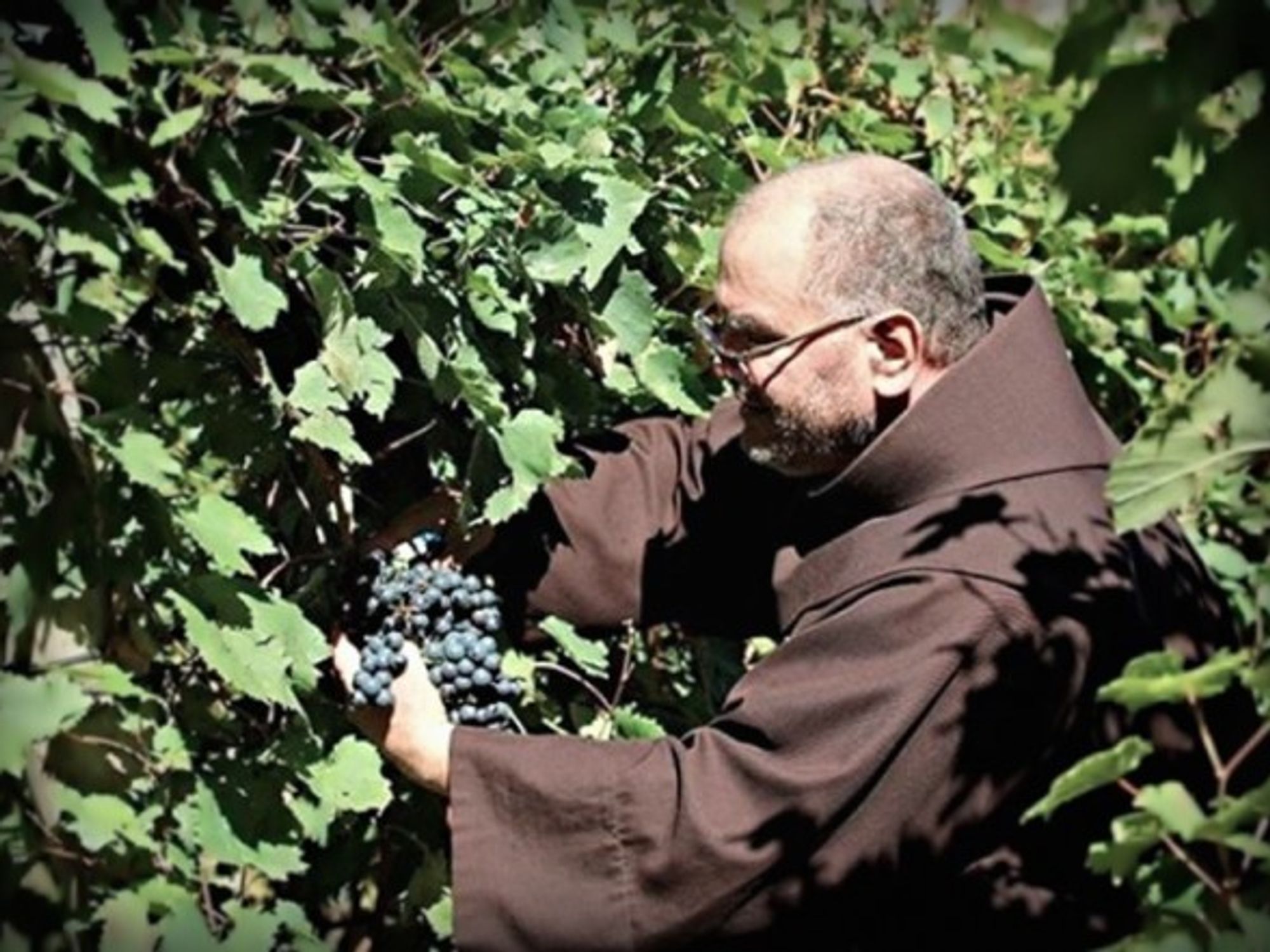 Fra. Rino Sgarbossa in the San Francesco della Vigna vineyard
