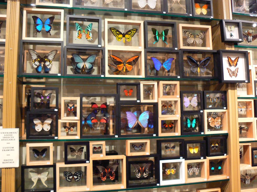 Framed, taxidermied butterflies.