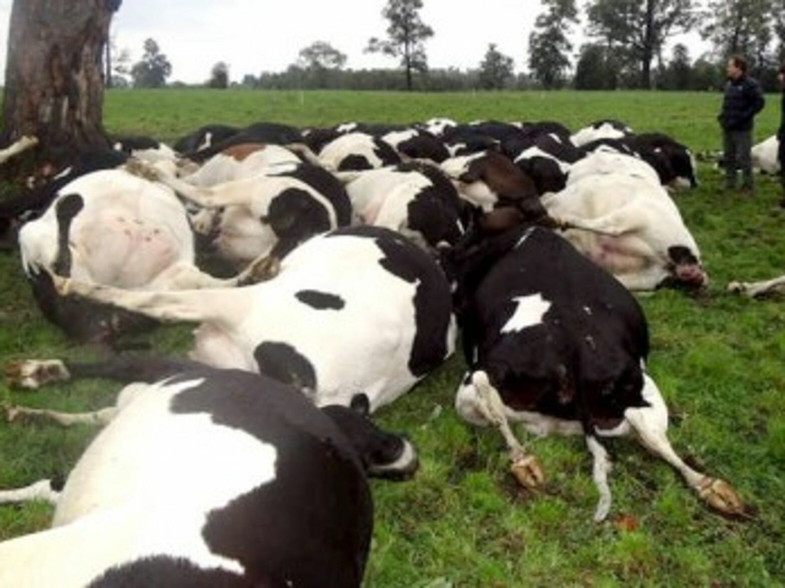 Freak Lightning Storm In Chile Kills 67 Cows