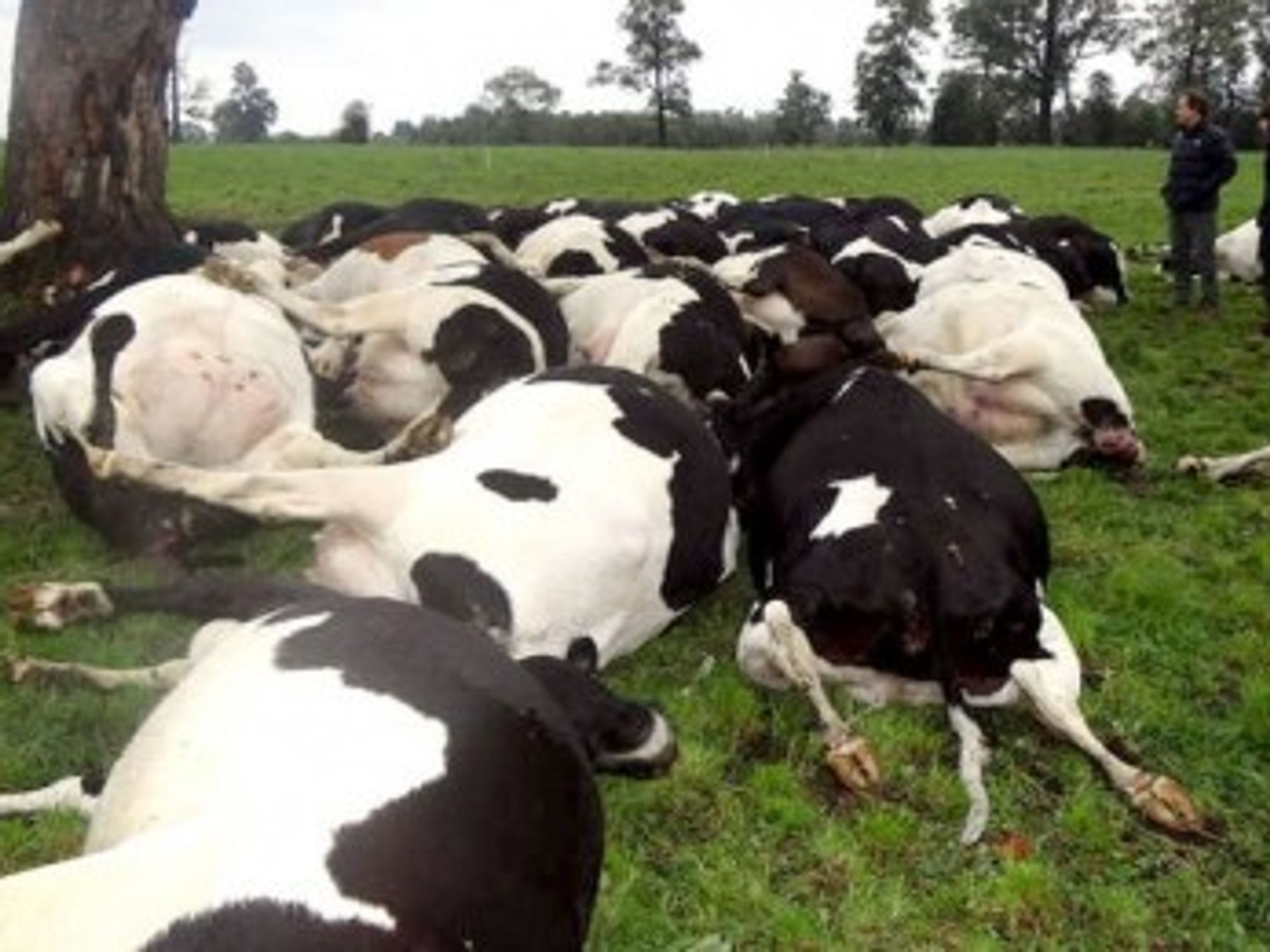 Freak Lightning Storm In Chile Kills 67 Cows