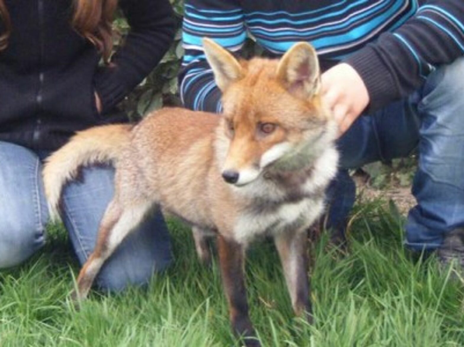 French Family Wins Fight To Keep Pet Fox