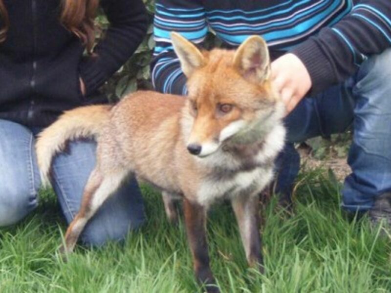 French Family Wins Fight To Keep Pet Fox