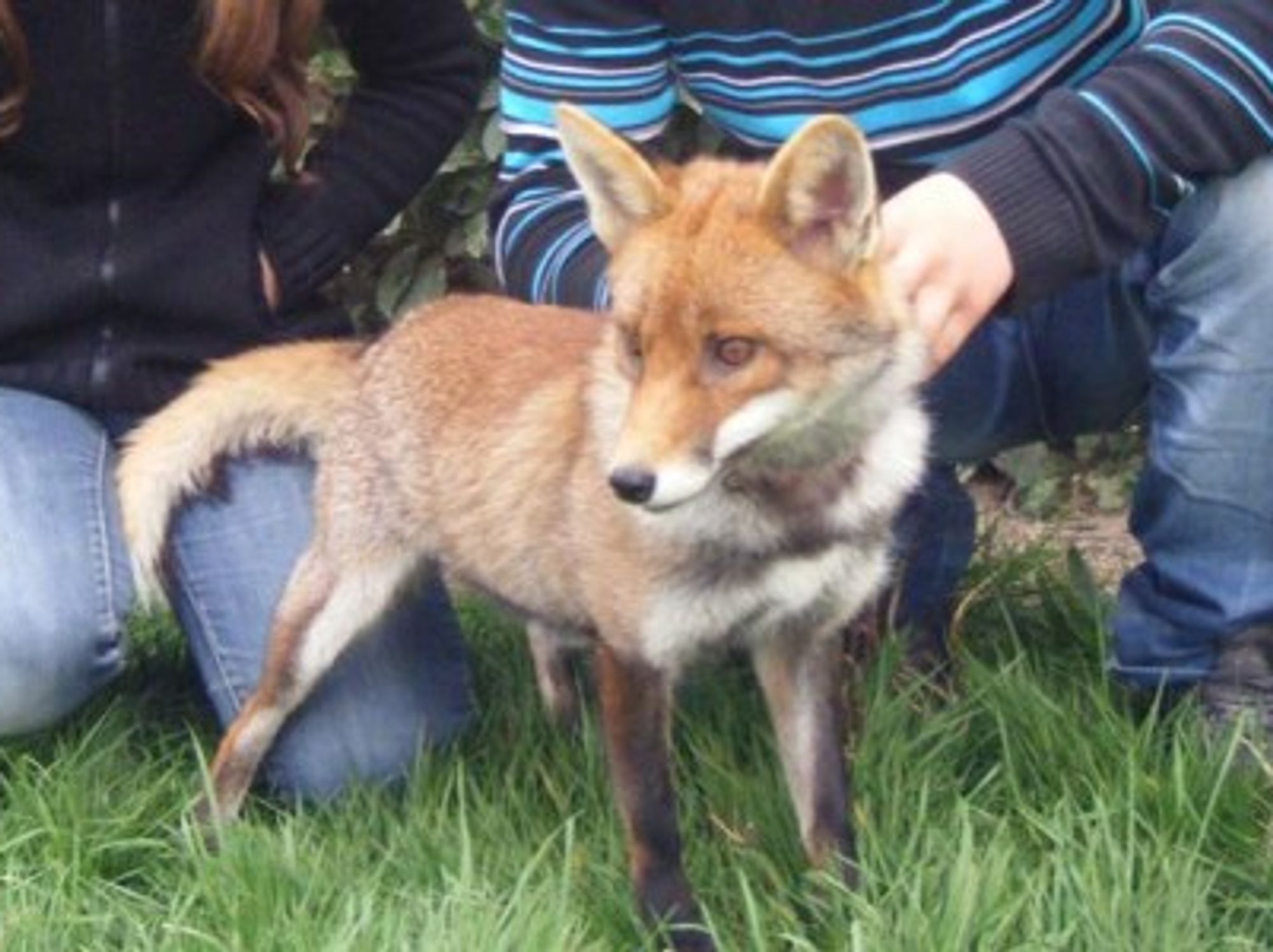 French Family Wins Fight To Keep Pet Fox